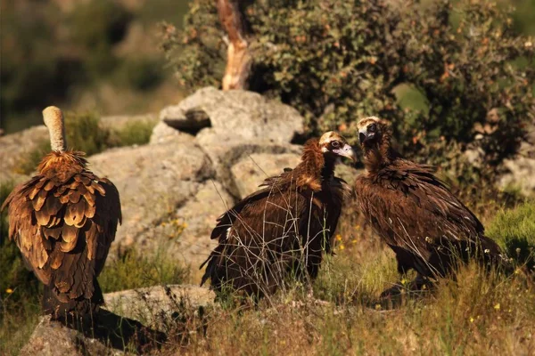 Para sępów brunatnych (Aegypius monachus) siedząca na skałach, sucha trawa okrągła. — Zdjęcie stockowe