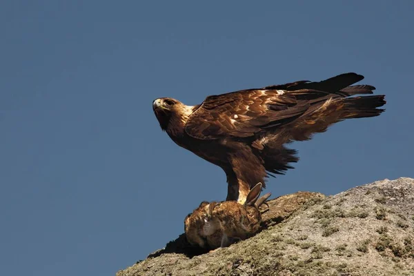 A águia dourada (Aquila chrysaetos) depois da caça com o coelho de morte . — Fotografia de Stock