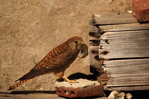 Звичайний кестрель (Falco tinnunculus) з мишкою смерті, близькою до гнізда . — стокове фото