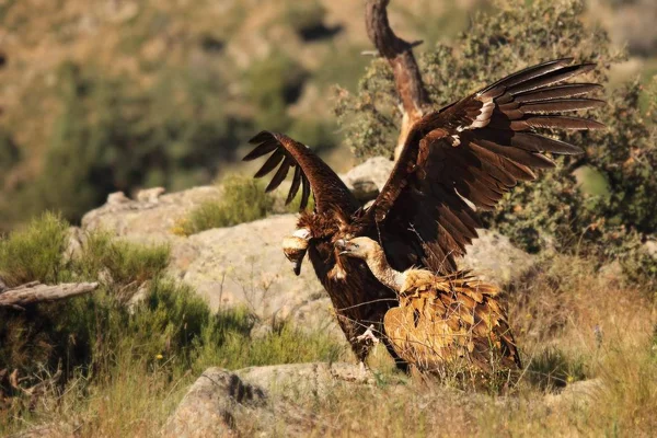 Griflonští supi (Gyps fulvus) bojují s šedým supem (Aegypius monachus), skálami a suchou trávou kolem. — Stock fotografie