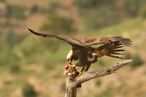 Spaanse keizerarend (Aquila adalberti), ook bekend als de Iberische keizerarend, Spaanse adelaar of Adalbert 's adelaar die zich voedt met een dodenkonijn. — Stockfoto