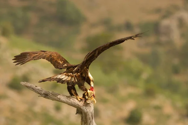 Águila imperial española (Aquila adalberti), también conocida como águila imperial ibérica, águila española o águila de Adalberto alimentándose con un conejo de la muerte . — Foto de Stock