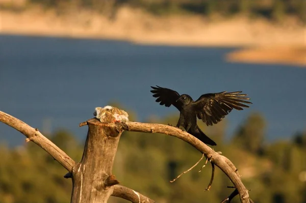 Korpen (Corvus corax) som landar på grenen med en dödskanin. — Stockfoto