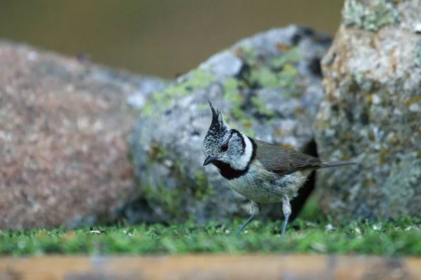 The European crested tit, or simply crested tit (Lophophanes cristatus) (formerly Parus cristatus) sitting on the green grass. — Stock Photo, Image