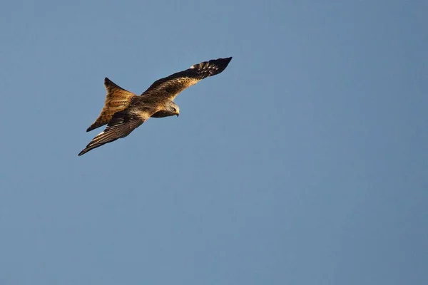L'aigle royal (Aquila chrysaetos) volant au-dessus des rochers . — Photo
