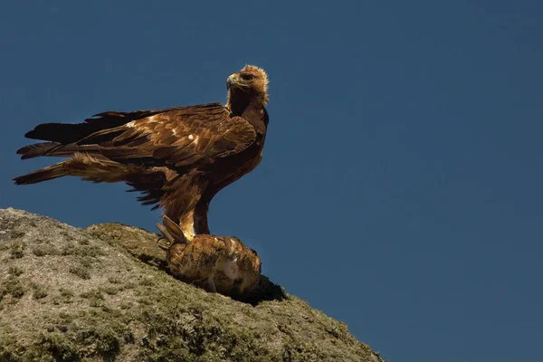 El águila real (Aquila chrysaetos) después de la caza con el conejo de la muerte . — Foto de Stock