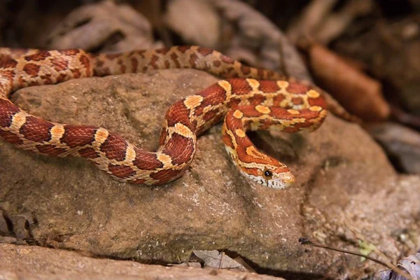 La serpiente de maíz está tendida sobre la piedra, hierba seca y hojas secas redondas . — Foto de Stock