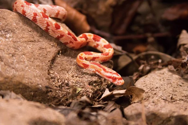 Το φίδι καλαμποκιού είναι ξαπλωμένο στην πέτρα, στεγνό γρασίδι και στεγνά φύλλα.. — Φωτογραφία Αρχείου