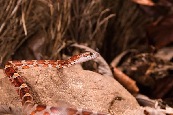 Il serpente di mais è posa sulla pietra, erba secca e foglie secche rotonde . — Foto Stock