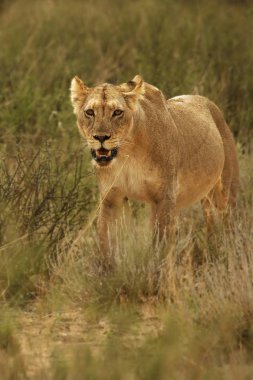 Dişi aslan (Panthera leo) Kalahari çölünde yürüyor ve sürüsünün geri kalanını arıyor..