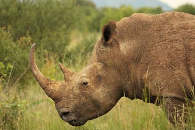 Beyaz gergedan ya da kare dudaklı gergedan (Ceratotherium simum) portresi.