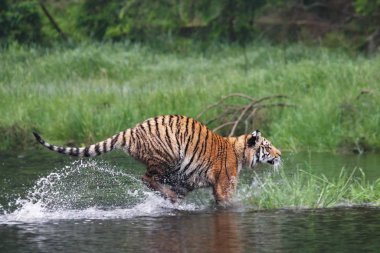 Sibirya kaplanı (Panthera tigris Dicle) veya Amur kaplanı (Panthera tigris altaica) ormanda suda yürür..