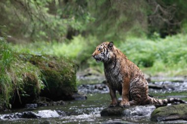 Sibirya kaplanı (Panthera tigris Dicle) veya Amur kaplanı (Panthera tigris altaica) nehirde yürür.. 