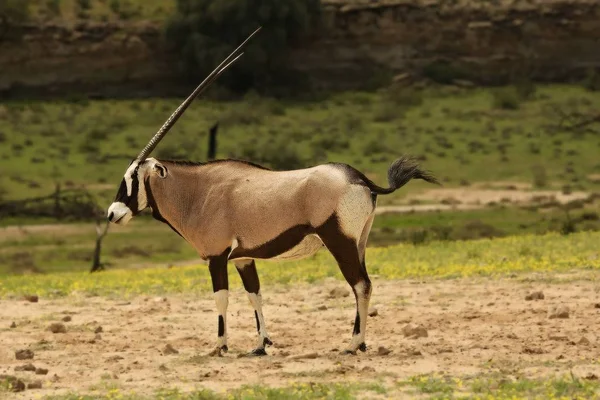 Il gemsbok o gemsbuck (Oryx gazella) in piedi sulla sabbia con sfondo verde . — Foto Stock