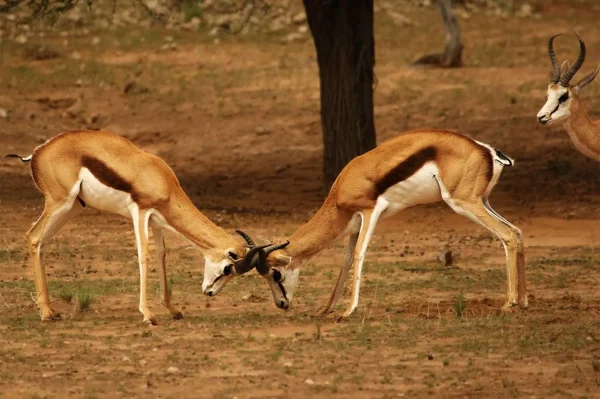 Dois springboks (Antidorcas marsupialis) machos lutando no deserto de Kalahari . — Fotografia de Stock