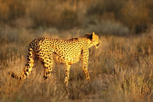 Cheetah (Acinonyx jubatus) no deserto de Kalahari indo na areia com grama . — Fotografia de Stock