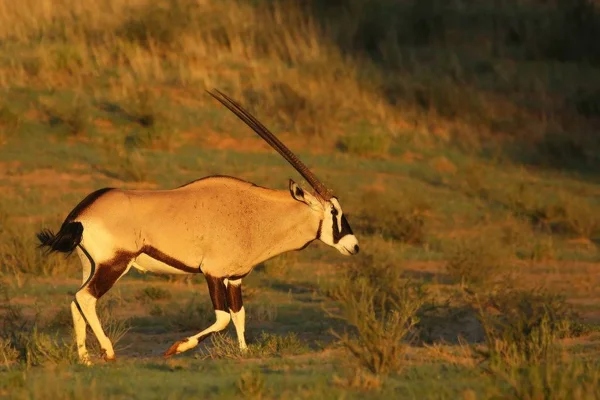 Gemsbok (Oryx gazela) séta száraz és magas fű a Kalahári sivatagban az esti napsütésben. — Stock Fotó