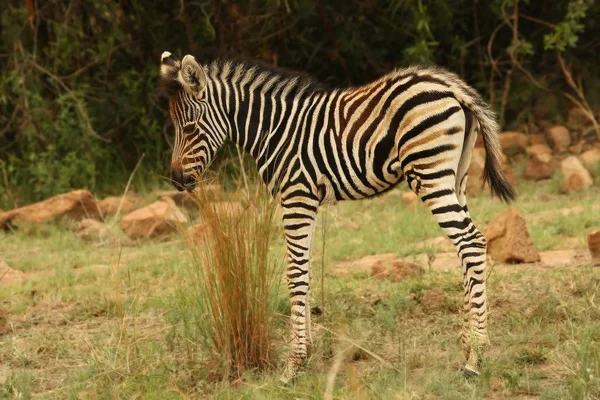 Ein junges Burchells-Zebrababy (equus quagga burchelli) bleibt im trockenen Gras. — Stockfoto