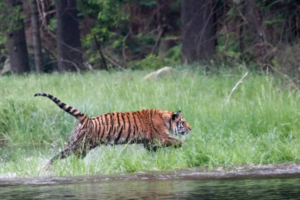 O tigre siberiano (Panthera tigris Tigris), ou tigre de Amur (Panthera tigris altaica) na floresta caminhando em uma água . — Fotografia de Stock