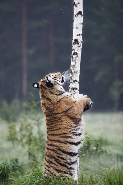 O tigre siberiano (Panthera tigris Tigris), ou tigre de Amur (Panthera tigris altaica) na pastagem . — Fotografia de Stock