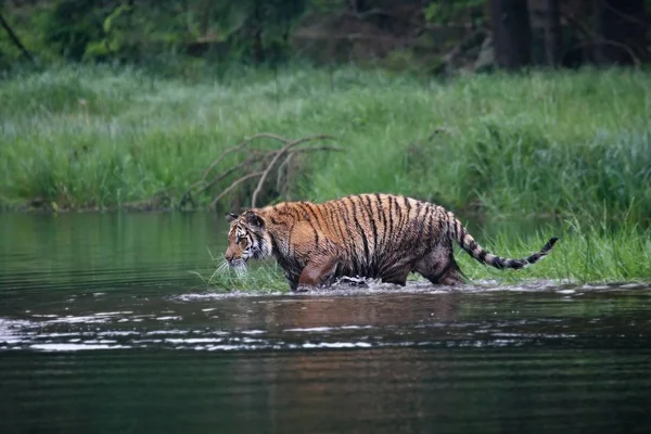 The Siberian tiger (Panthera tigris Tigris), or  Amur tiger (Panthera tigris altaica) in the forest walking in a water. — Stock Photo, Image