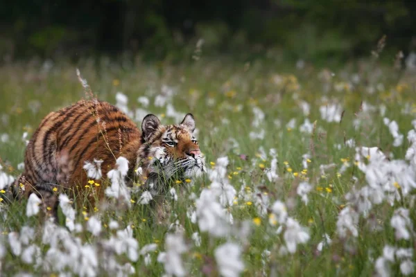 Sibirya kaplanı (Panthera tigris Dicle) veya Amur kaplanı (Panthera tigris altaica) çayırlarda. 