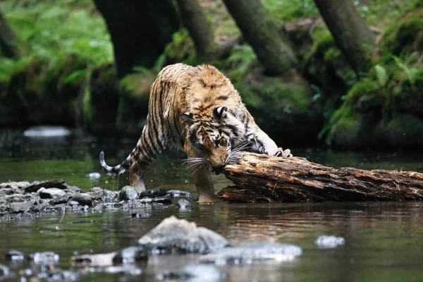 O tigre siberiano (Panthera tigris Tigris), ou tigre de Amur (Panthera tigris altaica) na floresta caminhando em um rio . — Fotografia de Stock