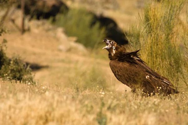 The brown vulture (Aegypius monachus) sitting on dry golden grass. — 스톡 사진