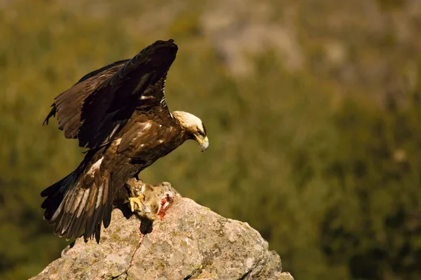 黄金の鷲（アクィラ・クリサエトス）は岩から獲物を連れて飛ぶ準備をしている。. — ストック写真