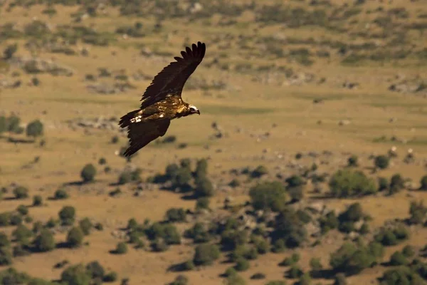 O abutre-marrom (Aegypius monachus) voando sobre as rochas — Fotografia de Stock