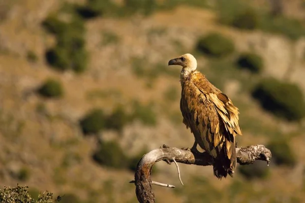 Sęp Griffon (Gyps fulvus) spokojnie siedzi na drzewie. — Zdjęcie stockowe