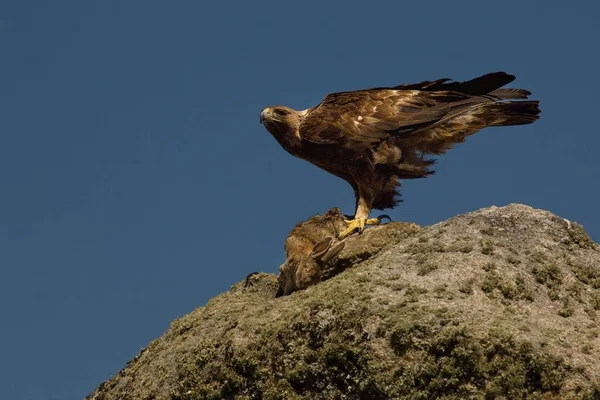 De steenarend (Aquila chrysaetos) na de jacht met het doodskonijn. — Stockfoto