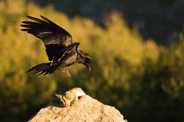 Common Raven Corvus Corax Приземляется Скалу Смертельным Кроликом Ворон Пытается — стоковое фото