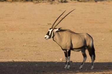 Arkaplanda kuru otlarla kırmızı kumun üzerinde duran mücevher veya mücevher geyiği (Oryx gazella).