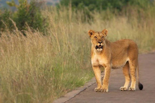 Левиця (Panthera leo) зупинилася на дорозі в ПАР Сафарі.. — стокове фото