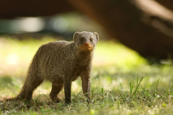 Luwak banded (Mungos mungo) berjalan di rumput hijau di bawah naungan pohon. — Stok Foto