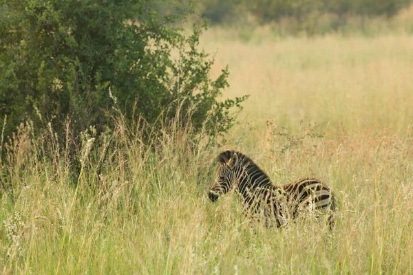 A Mountain Zebra (Equus zebra) a legelőn zöld fű a háttérben. — Stock Fotó