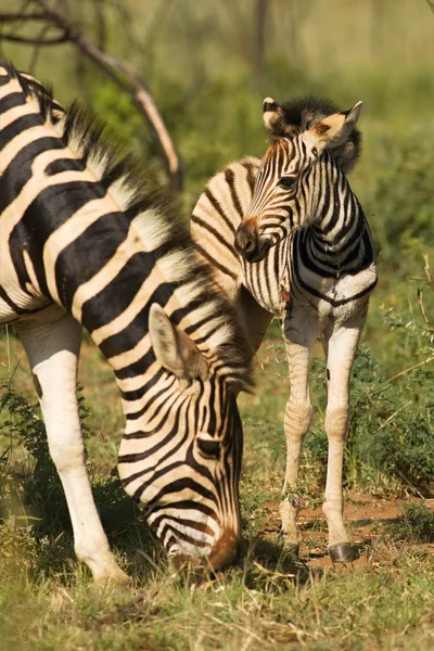 Una madre de Burchells Zebra (Equus quagga burchelli) con su pequeño y lindo bebé . — Foto de Stock