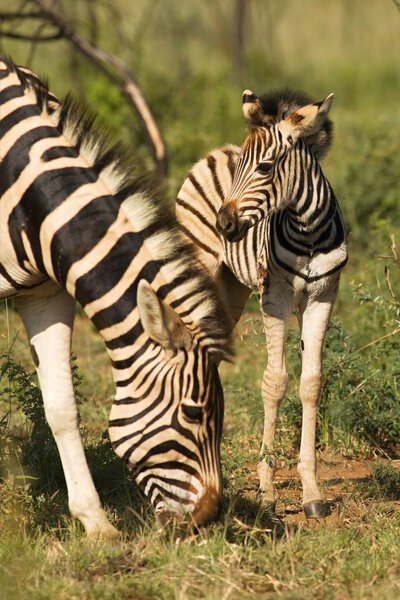 A Burchells Zebra (Equus quagga burchelli) mother with her small a cute baby. Zebras mother with baby walking on the green grass and feeding.