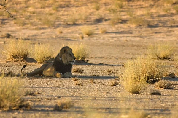 Les énormes lions mâles (Panthera leo) couchés à l'ombre du désert du Kalahari . — Photo