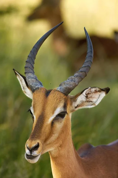 Impala (Aepyceros melampus) ogromny męski portret spokojnie pozostaje sucha sawanna. — Zdjęcie stockowe