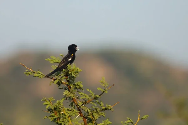 The white-winged widowbird (Euplectes albonotatus) sitting on the small green branch. — 스톡 사진