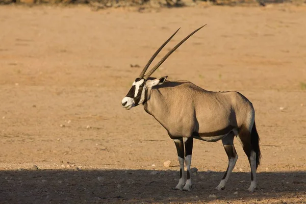 Гемсбок или гемсбак (Oryx gazella) стоит на красном песке с сухой травой на заднем плане . — стоковое фото