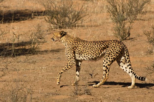Cheetah (Acinonyx jubatus) no deserto de Kalahari indo na areia seca . — Fotografia de Stock