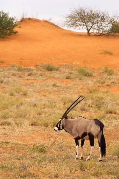 Gemsbok lub gemsbuck (Oryx gazella) stojący na czerwonym piasku z suchą trawą w tle. — Zdjęcie stockowe