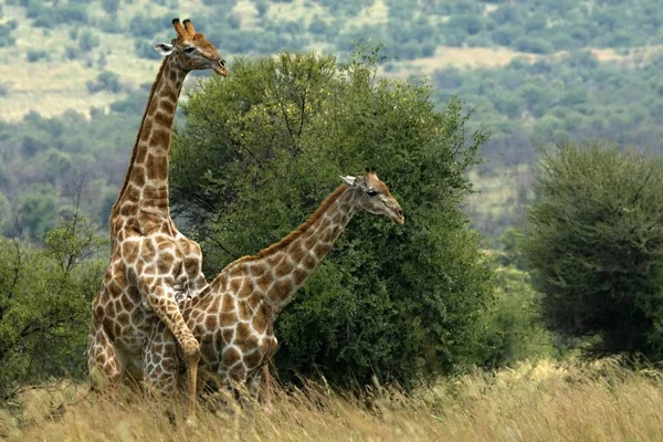 Een paar Afrikaanse giraffe (Giraffa camelopardalis giraffa) koppeling in het grasland. — Stockfoto