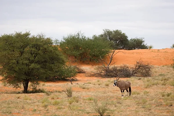 El gemsbok o gemsbuck (Oryx gazella) de pie sobre la duna de arena roja con arena roja, hierba seca alrededor y árboles verdes alrededor. — Foto de Stock