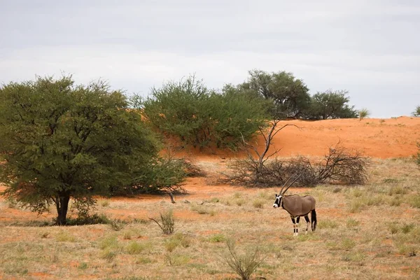 Kırmızı kum tepeciğinde duran mücevher veya mücevher ceylan (Oryx gazella), etrafındaki kuru çimenler ve yeşil ağaçlarla kırmızı kum tepecikleri üzerinde durur..