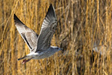 Sıradan martı (Larus canus) gölün üzerinde uçar..
