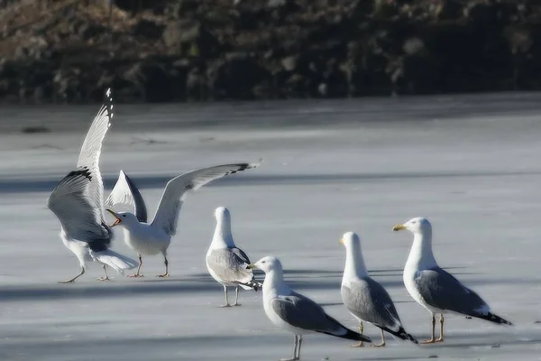 La Gran Gaviota respaldada por los Negros (Larus marinus) luchando sobre el hielo en el lago . — Foto de Stock